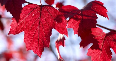 Red maple leaves gently moving in the wind
