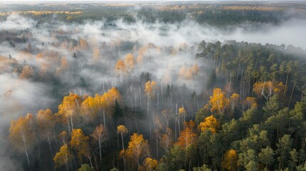 Wall Mural - aerial view of a foggy autumn forest with yellow trees