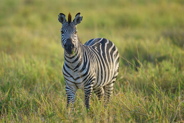 Crawshay's zebra (Equus quagga crawshayi) grazing in South Luangwa National Park, Zambia