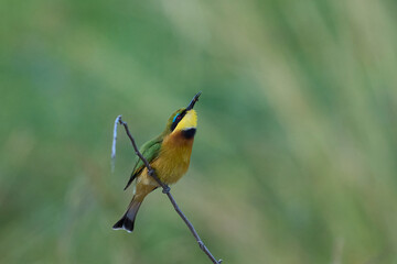 Little Bee-eater (Merops pusillus) perched on a twig with insect in its beak in South Luangwa National Park, Zambia