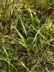 green grass in a field