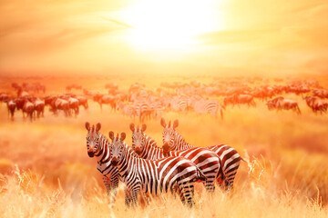 Wall Mural - zebras in african national park. sunset. tanzania.