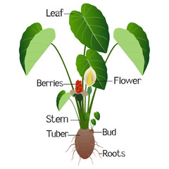 Wall Mural - Parts of taro plant on a white background..eps