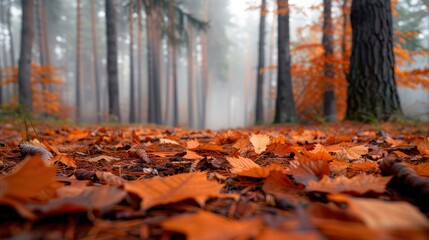 Wall Mural - close-up view of fallen autumn leaves in a foggy forest