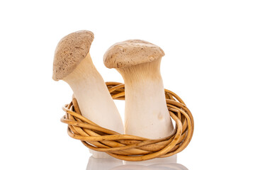 Fresh fragrant mushrooms royal oyster mushroom with vine ring, macro, isolated on white background.