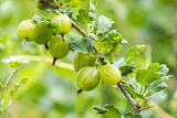 Ripe green gooseberries on a bush in the garden. Organic, Environmentally friendly berry in the garden.