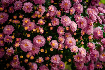 blumen in pink hintergrund