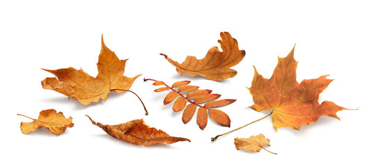 Aufkleber - Autumn yellow orange leaves falling down Isolated on white background
