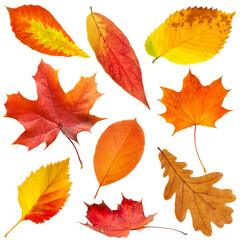 Poster - A collection of autumn leaves in various shapes and sizes isolated on white transparent background. The leaves are orange and yellow, and they are scattered across the image. 