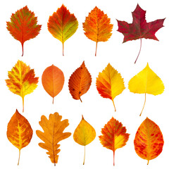 Poster - A collection of autumn leaves in various shapes and sizes isolated on white transparent background. The leaves are orange and yellow, and they are scattered across the image.