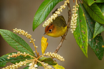 Wall Mural - yellow-breasted warbler phylloscopus montis small yellow warbler in phylloscopidae, bird found in in