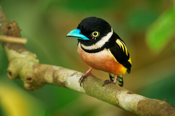 Wall Mural - black-and-yellow broadbill eurylaimus ochromalus small bird black head, breastband, white neckband, 