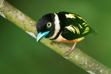 Wall Mural - black-and-yellow broadbill eurylaimus ochromalus small bird black head, breastband, white neckband, 