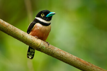 Wall Mural - black-and-yellow broadbill eurylaimus ochromalus small bird black head, breastband, white neckband, 