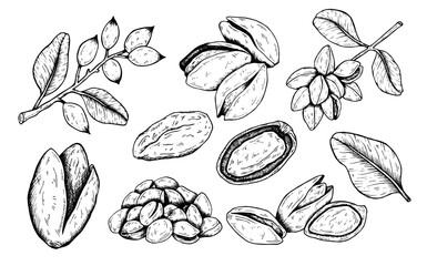 graphics vector botanical black and white set of illustrations with pistachios on a branch with leav