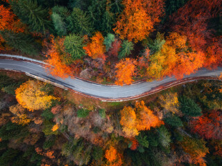 Wall Mural - aerial view of wet curvy road and forest with red and orange leaves in golden autumn in italy. top d