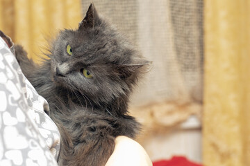 the girl holds a gray shaggy cat in her arms