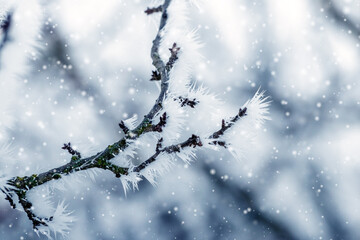 Canvas Print - frost covered tree branches in garden in winter during snowfall