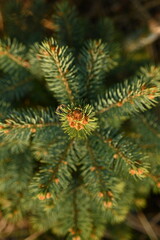 short needles of a coniferous tree close-up on a green background, texture of needles of a Christmas tree close-up, blue pine branches, texture of pine needles, green branches of a pine tree close-up