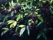 © bvbflo1 - elderberries on the bush
