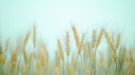 Naklejka na meble   A close-up of wheat in a field with a blue sky as the backdrop and blurred wheat stalks in the foreground