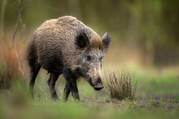 Wild boar close up ( Sus scrofa )