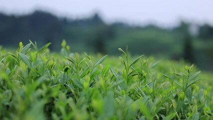 Sticker - Green tea trees in spring mountains