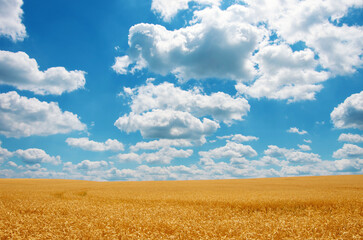 Wall Mural - Gold wheat field and blue sky