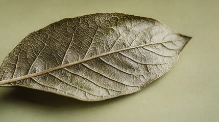 Canvas Print -   A photo of a solitary leaf atop a verdant background