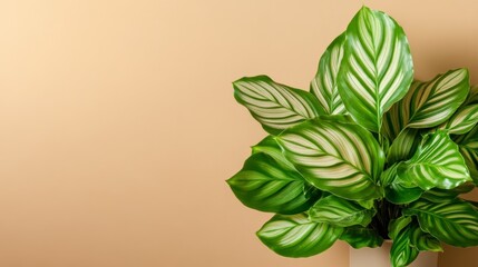 Poster - this lush calathea plant showcases large, variegated leaves in rich green and white tones. soft ligh