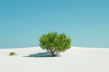 A solitary green tree stands in a vast white sandy landscape under a clear blue sky. The scene conveys a sense of tranquility and isolation