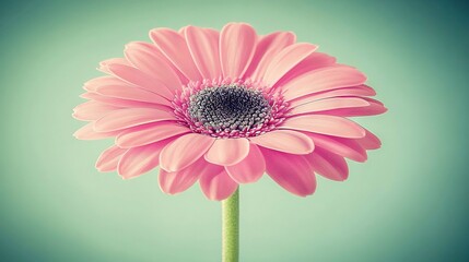 Canvas Print -   A pink flower centered on a light green background has a blue center in the middle