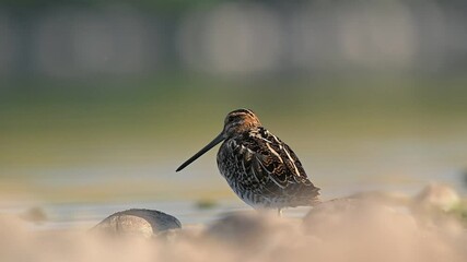 Wall Mural - Common snipe (Gallinago gallinago) is a rare species, it can be seen in the wetlands of the Tigris Valley in all seasons of the year.