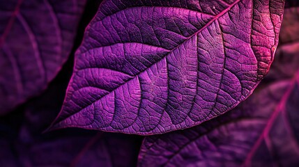 Poster -   A close-up of a purple leaf's leaves glowing in sunlight