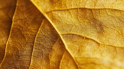 Sticker -   A close-up photo of a yellow leaf's underbelly and upper portion