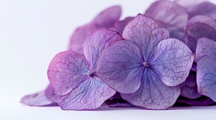 Canvas Print -   Purple blooms arranged on white surface against white backdrop