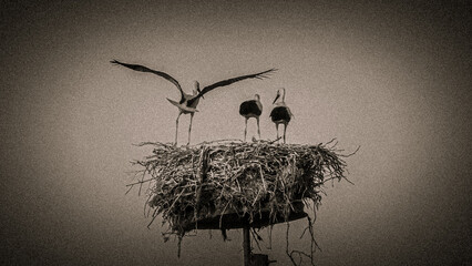 stork on nest