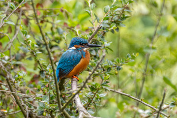 kingfisher on a branch