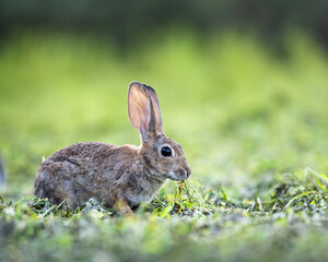 A desert Cottontail feeds on grass in a park in Gilbert, Arizona.