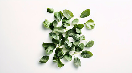 Wall Mural - Fresh sage leaves scattered on white background
