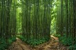© figi - A serene bamboo forest with tall trees, creating a peaceful and natural environment, perfect for nature, zen, or travel themes.