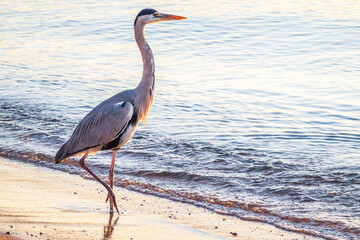 A heron hunting in the sea. Grey heron on the hunt