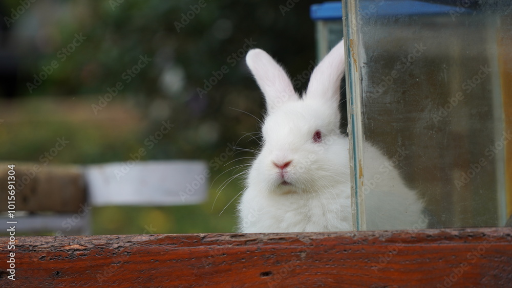 Front view of a white rabbit standing in the garden. Adorable action of a young white rabbit.