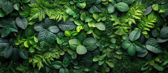 Wall Mural - Lush green foliage background with a variety of leaves and textures.