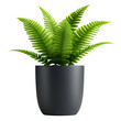 © sornram - Lush green fern in a sleek black pot on a white isolate background, perfect for home decor or office spaces.