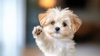 © Elena - Photo of dog raising its paw, close-up, on clean solid background, pet relief concept, pets, care and maintenance, cute animals in home environment