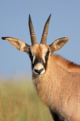 Wall Mural - portrait of a rare roan antelope (hippotragus equinus) in natural habitat, south africa.