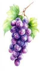 A bunch of ripe purple grapes hanging from a vine with green leaves against a white background