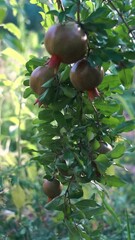 Wall Mural - Large pomegranates hang from pomegranate branches