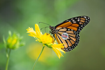 Wall Mural - A tagged migrating Monarch butterfly (Danaus plexippus) feeding on Golden Crownbeard flowers in the autumn in Texas.